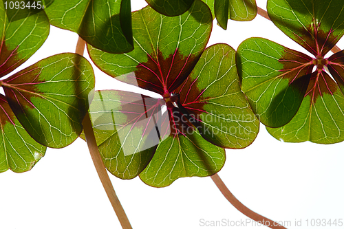 Image of Four leaved Clover