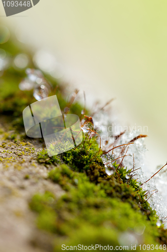 Image of Moss in Ice