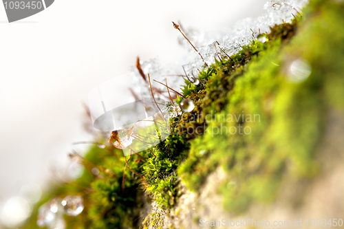 Image of Moss in Ice