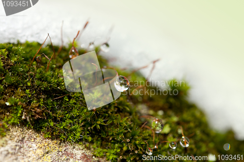 Image of Moss in Ice