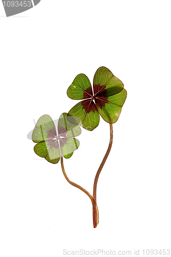 Image of Four leaved Clover