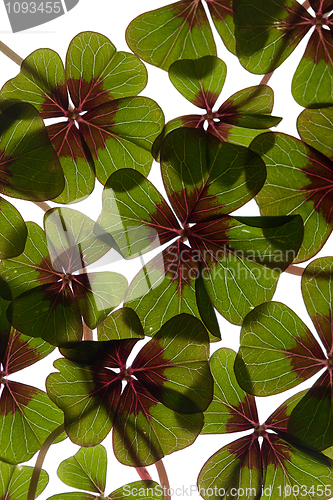 Image of Four leaved Clover
