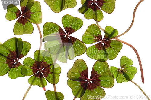 Image of Four leaved Clover