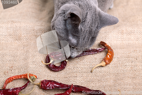 Image of Cat eating Chili