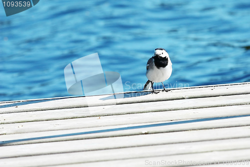 Image of Little bird sits on a pier