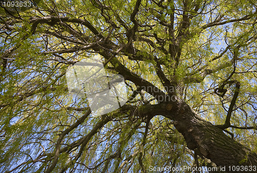 Image of Willow treetop at spring