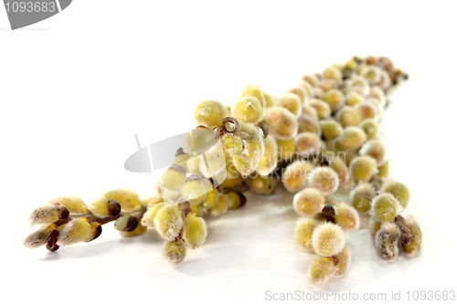 Image of Catkin