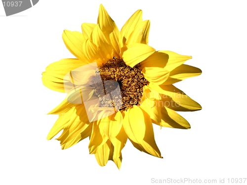 Image of sunflower-design element