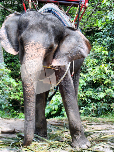 Image of elephant    