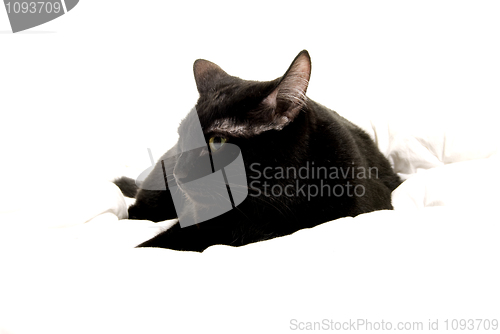 Image of  A cat.