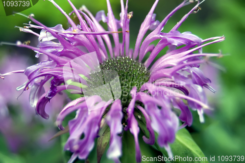 Image of purple flower 