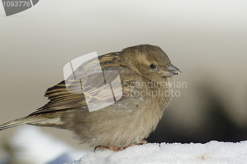 Image of House sparrow