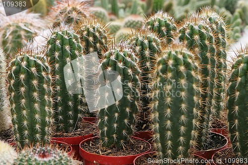 Image of Cactuses