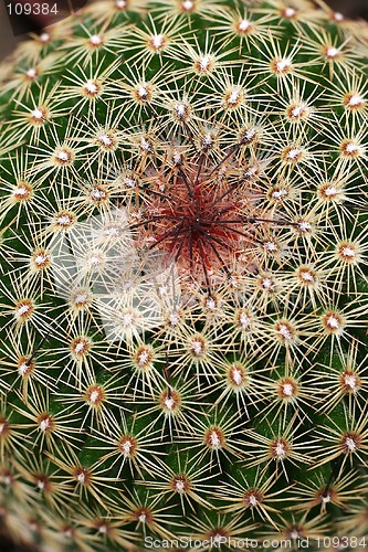 Image of Cactus Close Up