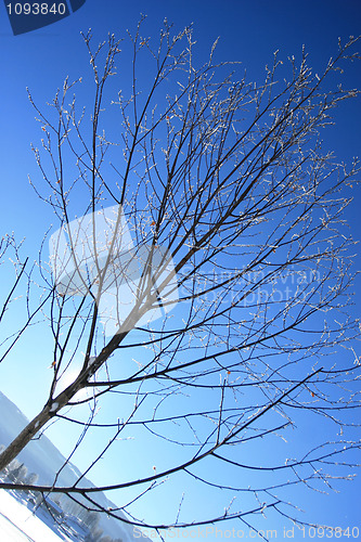 Image of Winter Tree