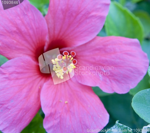 Image of pink hibiscus 