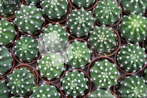 Image of Cactuses Top View