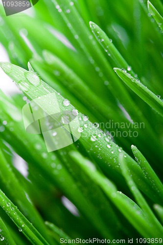 Image of wet green grass 