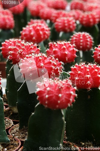 Image of Cactus Flowers