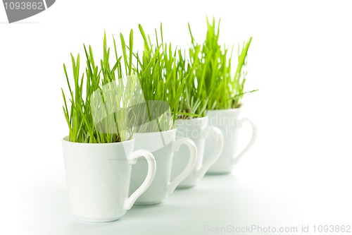 Image of green grass in coffee cups 