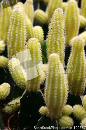 Image of Cactus Flowers