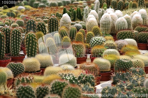 Image of Varies Cactuses