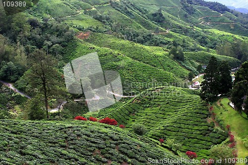 Image of Tea Plantation Field