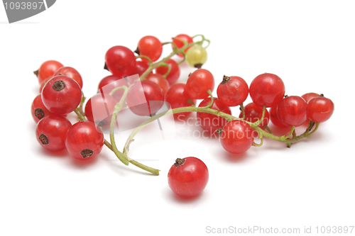 Image of Red currant isolated