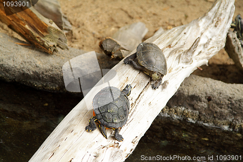 Image of Turtles in zoo