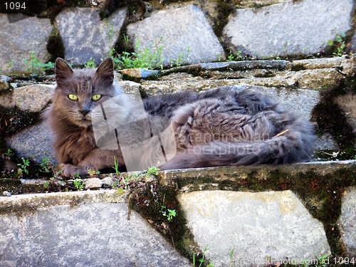 Image of Cat on stone