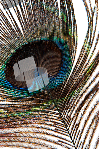 Image of Detail of peacock feather