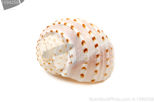 Image of Ribbed Seashell