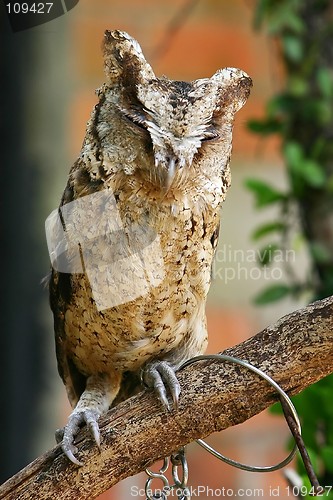 Image of Owl