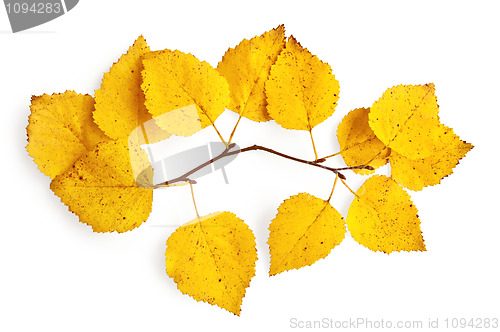 Image of Sprig of birch with yellow leaves