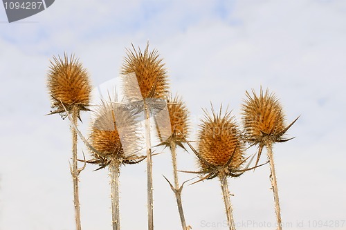 Image of Dry inflorescences of teasel 