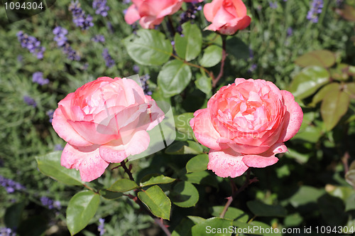 Image of Rose Aachener Dom