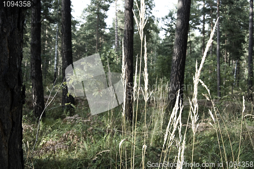 Image of landscape   