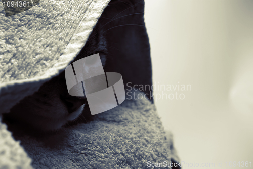 Image of A cat
