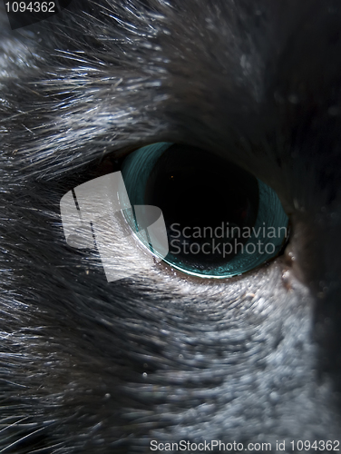 Image of cats eye