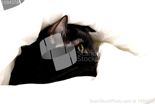 Image of A cat