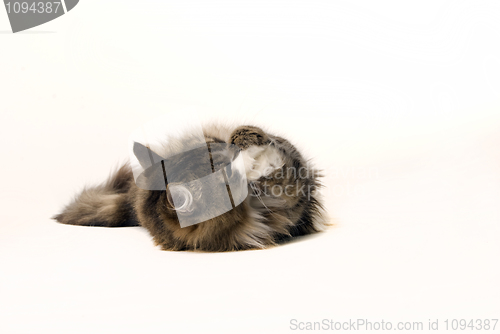 Image of A cat