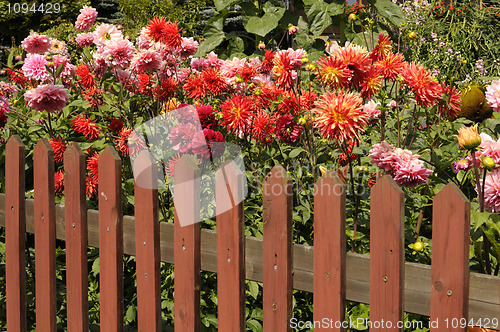 Image of Dahlias