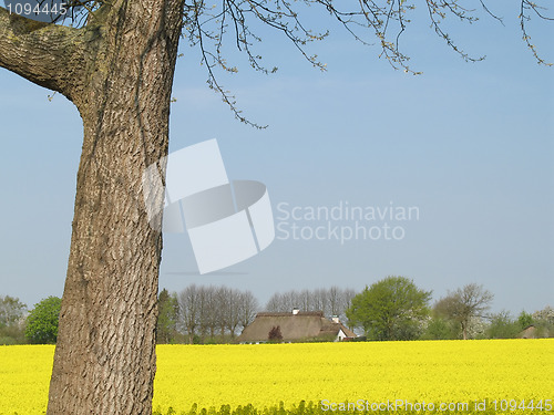 Image of Canola field