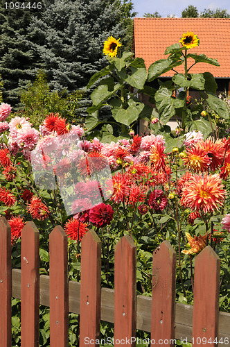 Image of Dahlias and sunflowers