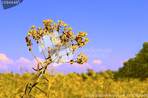 Image of Yellow summer flowers on meadow