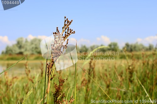 Image of Millet wild plant