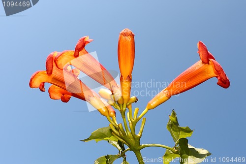 Image of Eccremocarpus branch flowering