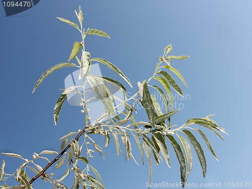 Image of Branch of wild olive trees