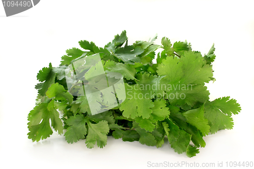 Image of Coriander