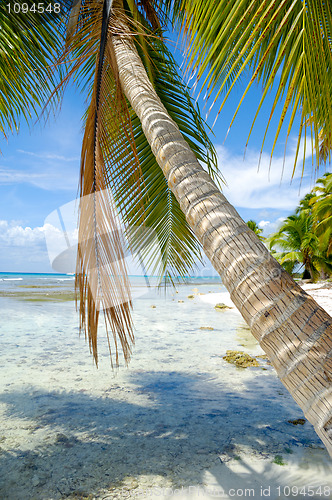 Image of Palm hanging over beach